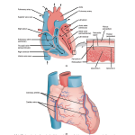 Biology Chapter 8 - The Mammalian Circulatory System